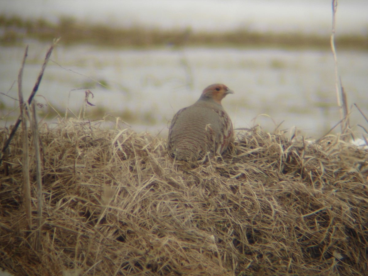 Gray Partridge - Steven Glynn