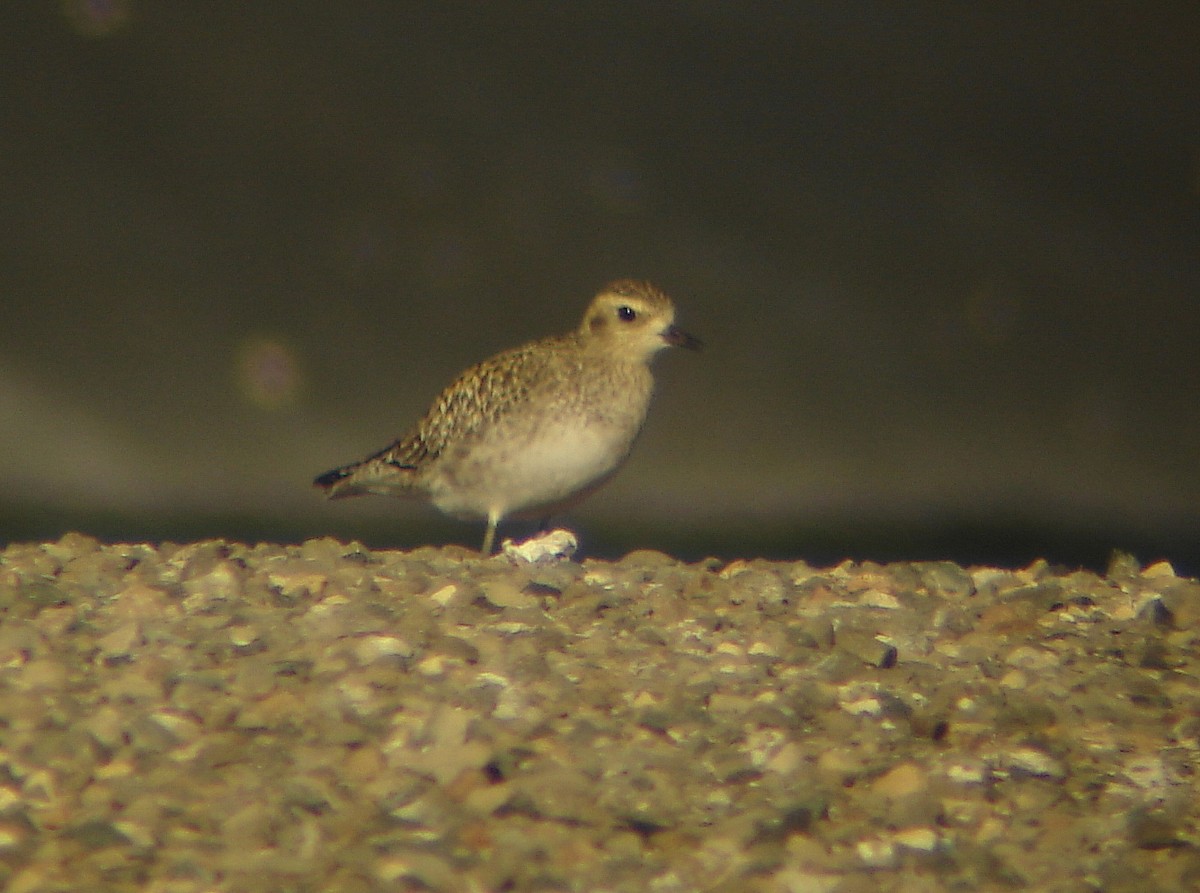 Pluvier fauve - ML142463731