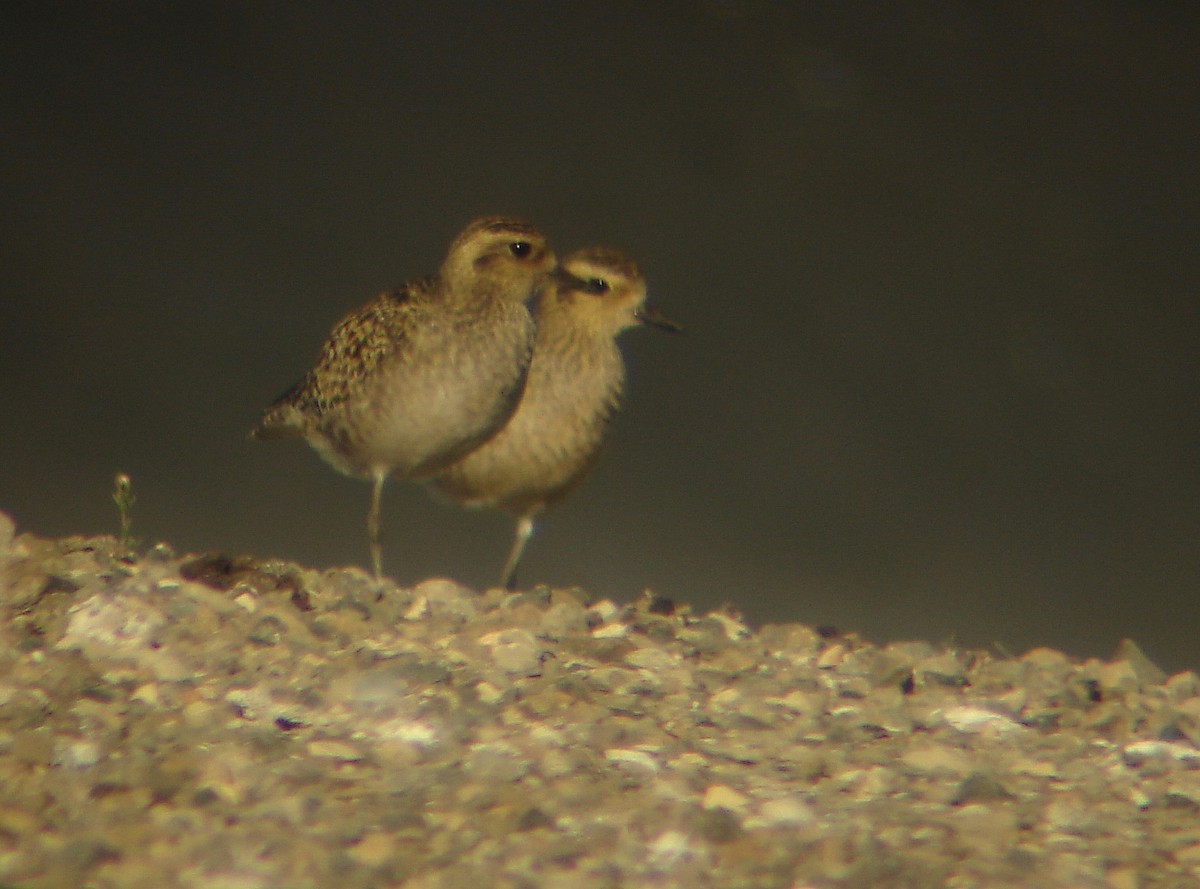 Pluvier fauve - ML142463741