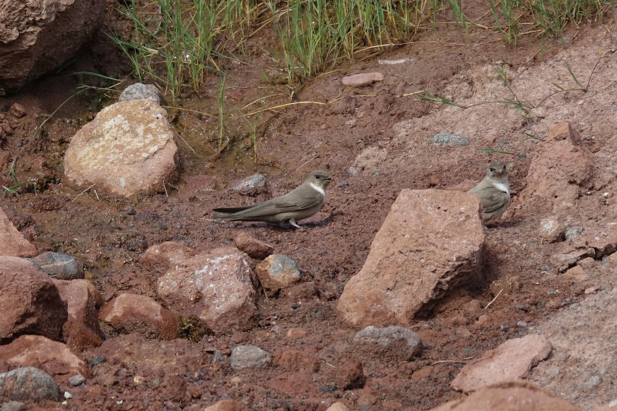 Eurasian Crag-Martin - ML142464261