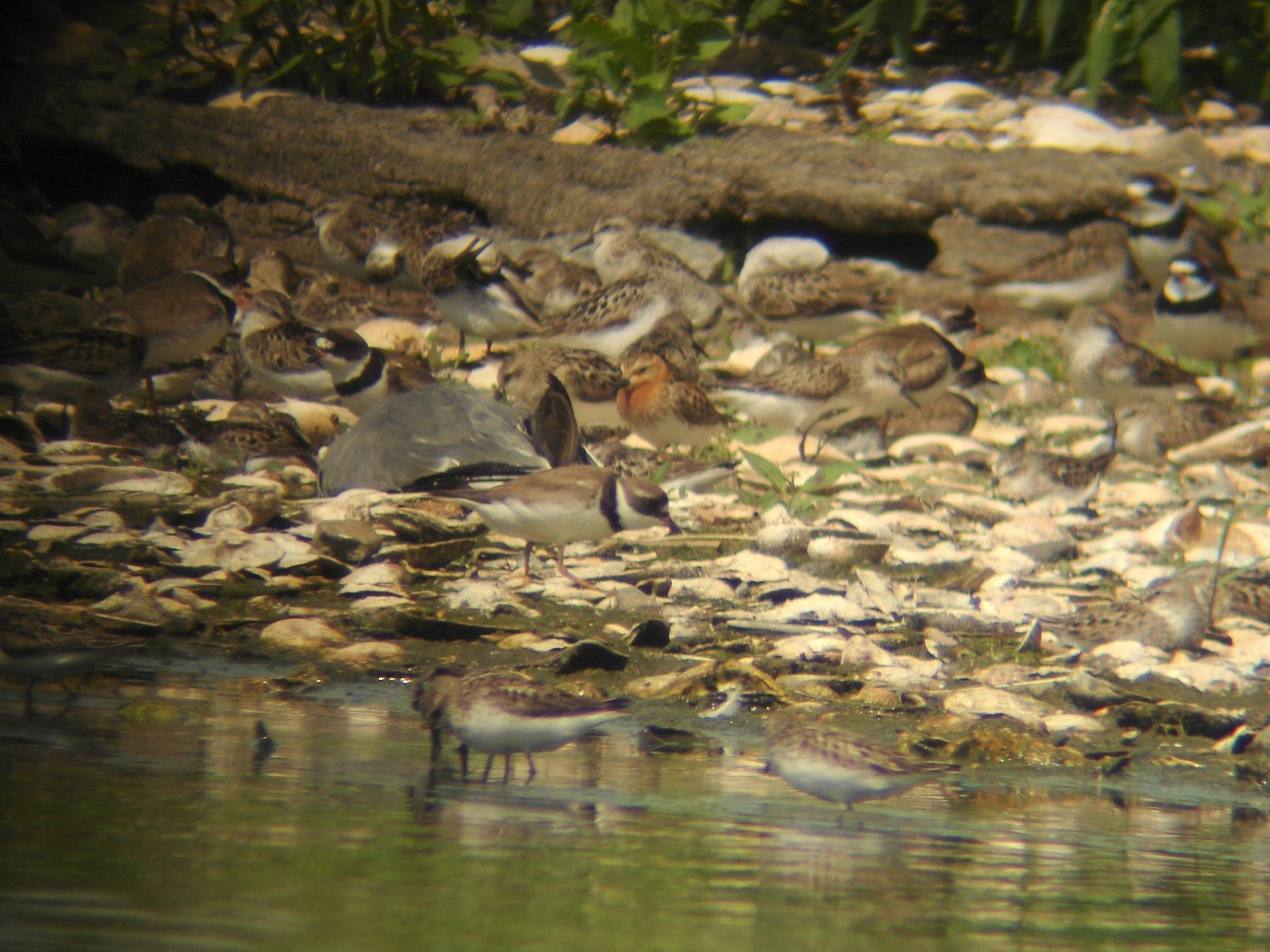 Red-necked Stint - ML142464301