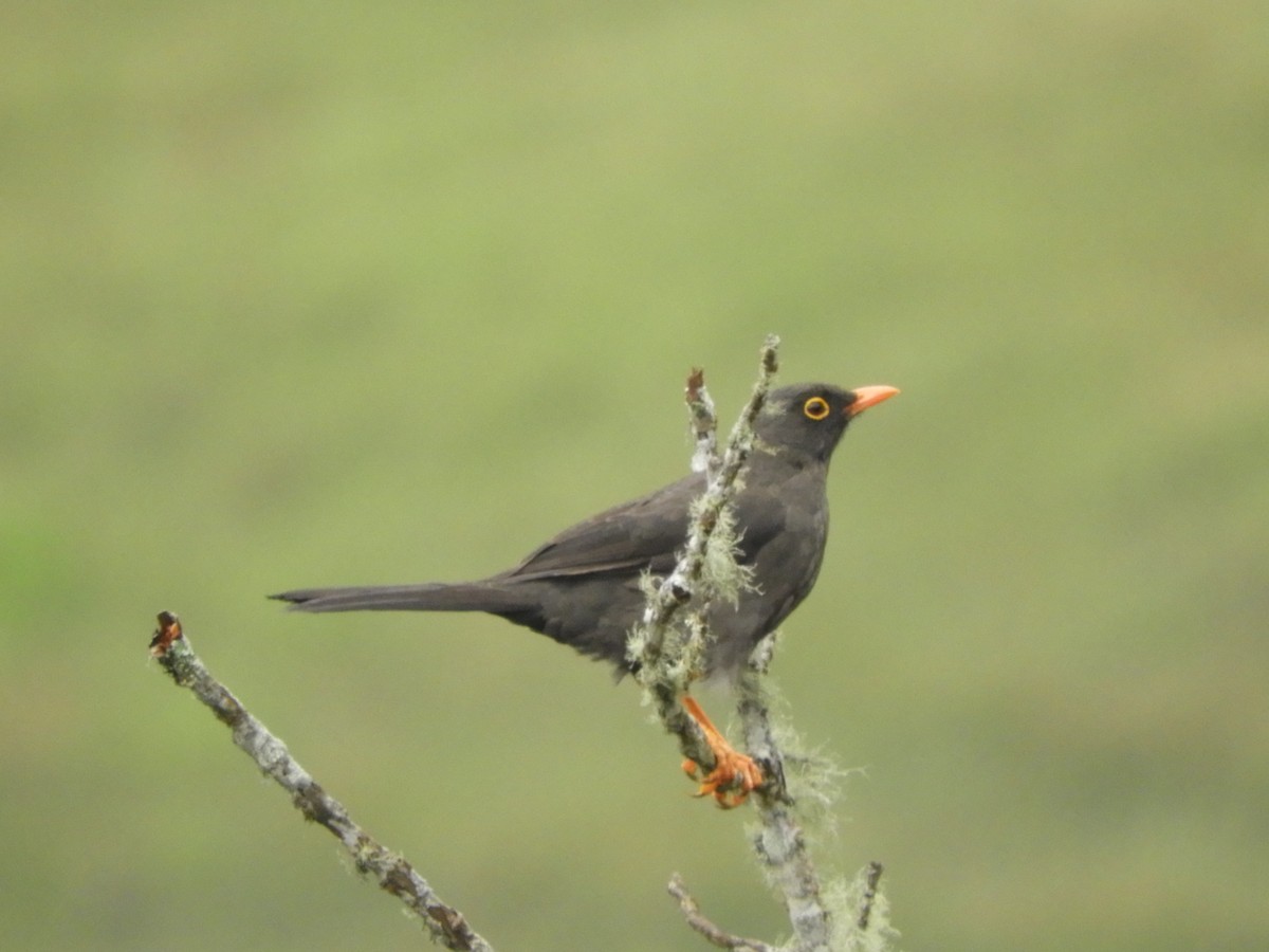 Great Thrush - ML142464541