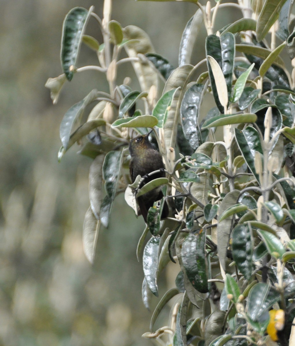 Blue-mantled Thornbill - ML142464761