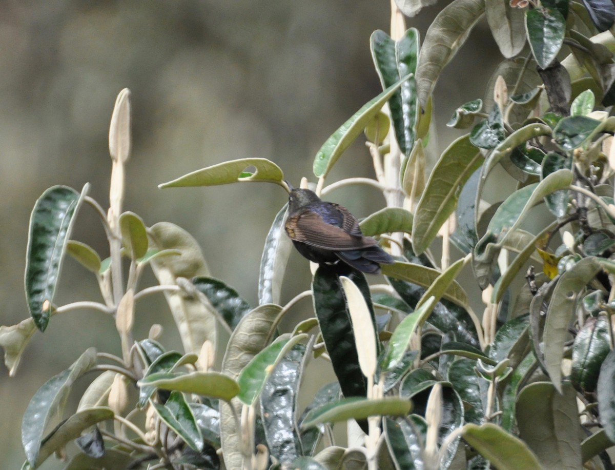 kolibřík modropláštíkový - ML142464781