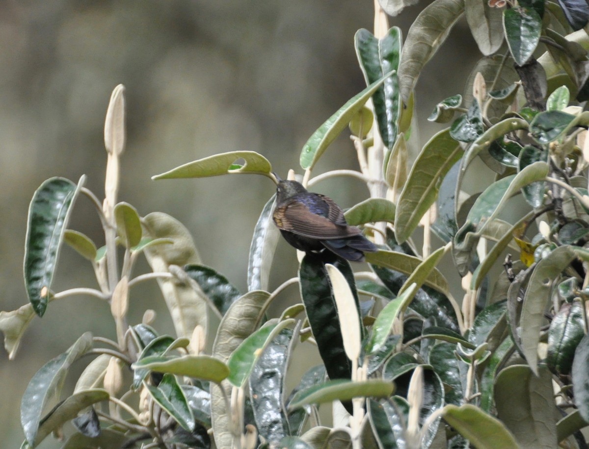 Blue-mantled Thornbill - ML142464781