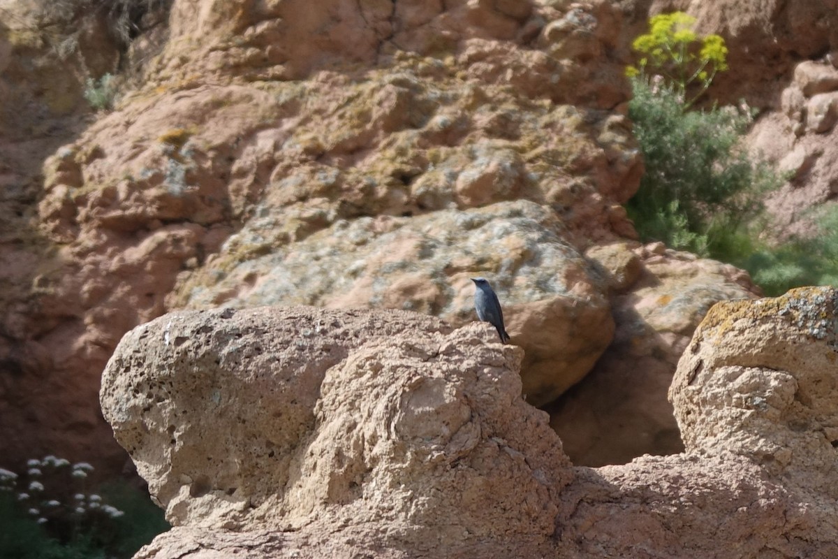 Blue Rock-Thrush - Daniel König