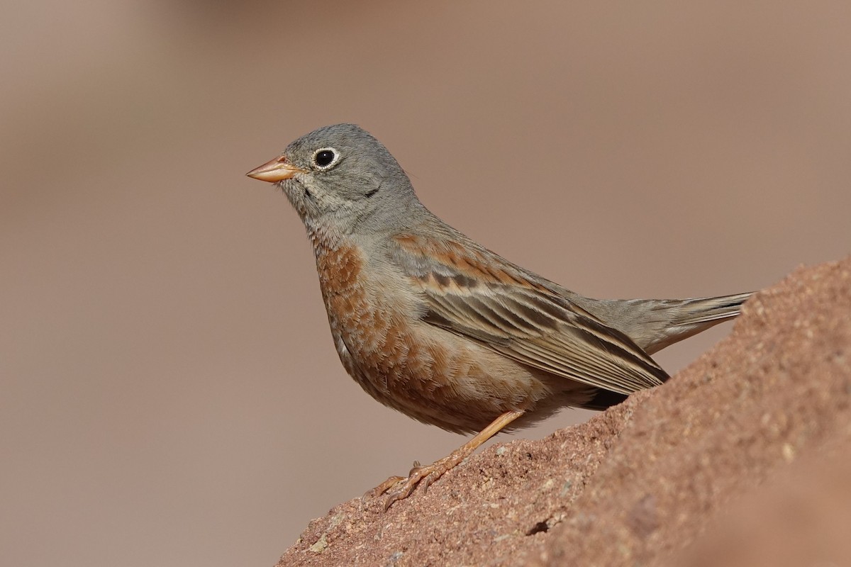 Gray-necked Bunting - ML142465341