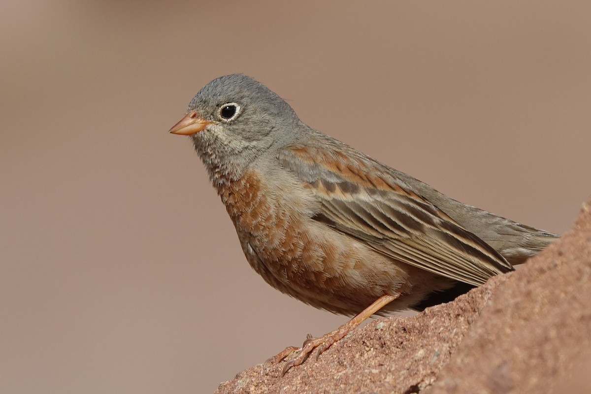 Gray-necked Bunting - ML142465351