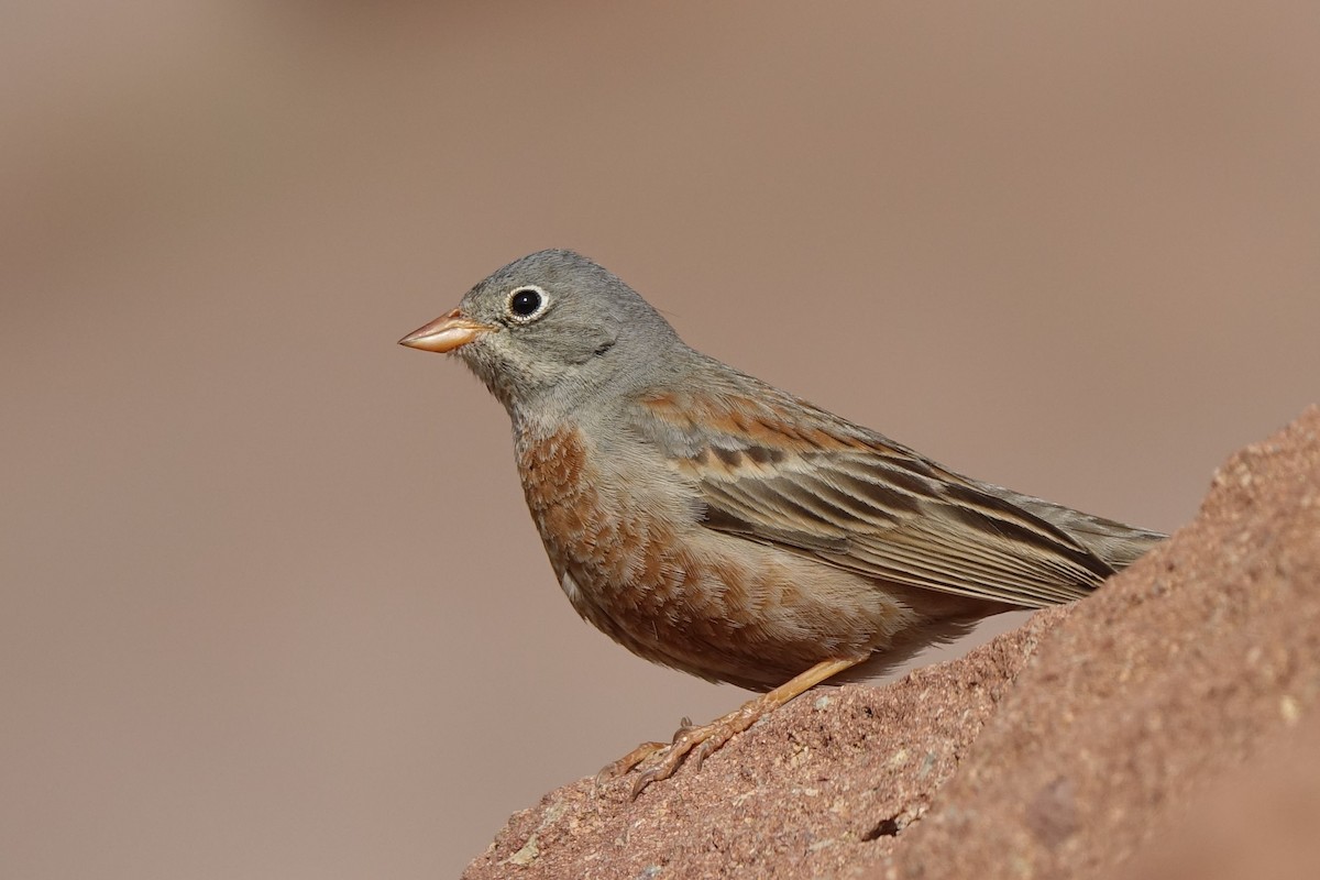 Gray-necked Bunting - ML142465381