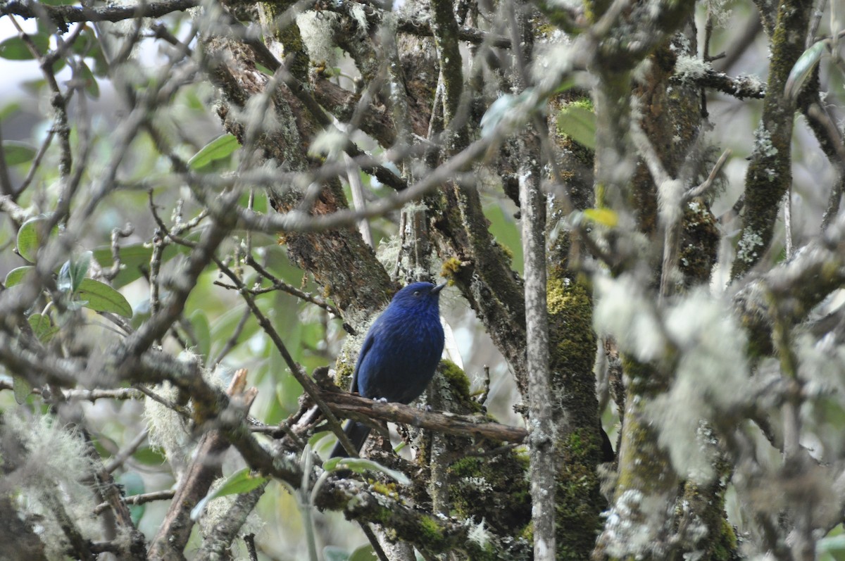 Tit-like Dacnis (petersi/bella) - Lucas Foerster