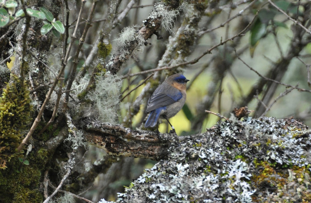 Tit-like Dacnis (petersi/bella) - Lucas Foerster