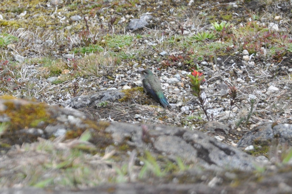 Colibrí del Chimborazo - ML142469221