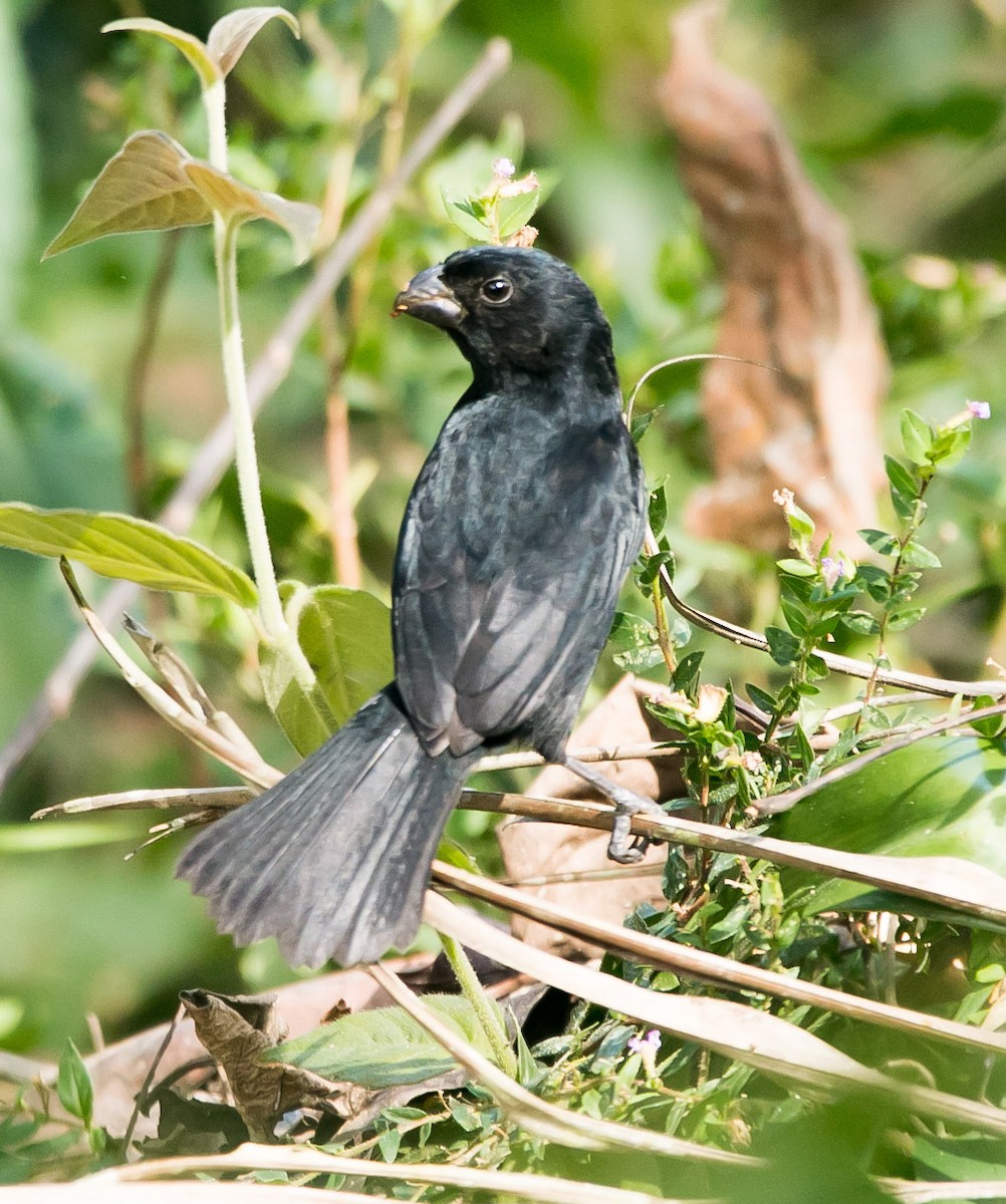 Variable Seedeater - Isaias Morataya