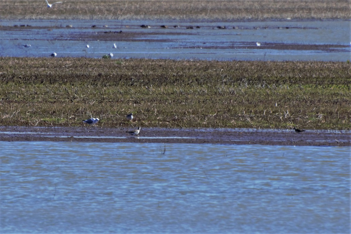 Greater Yellowlegs - ML142470491