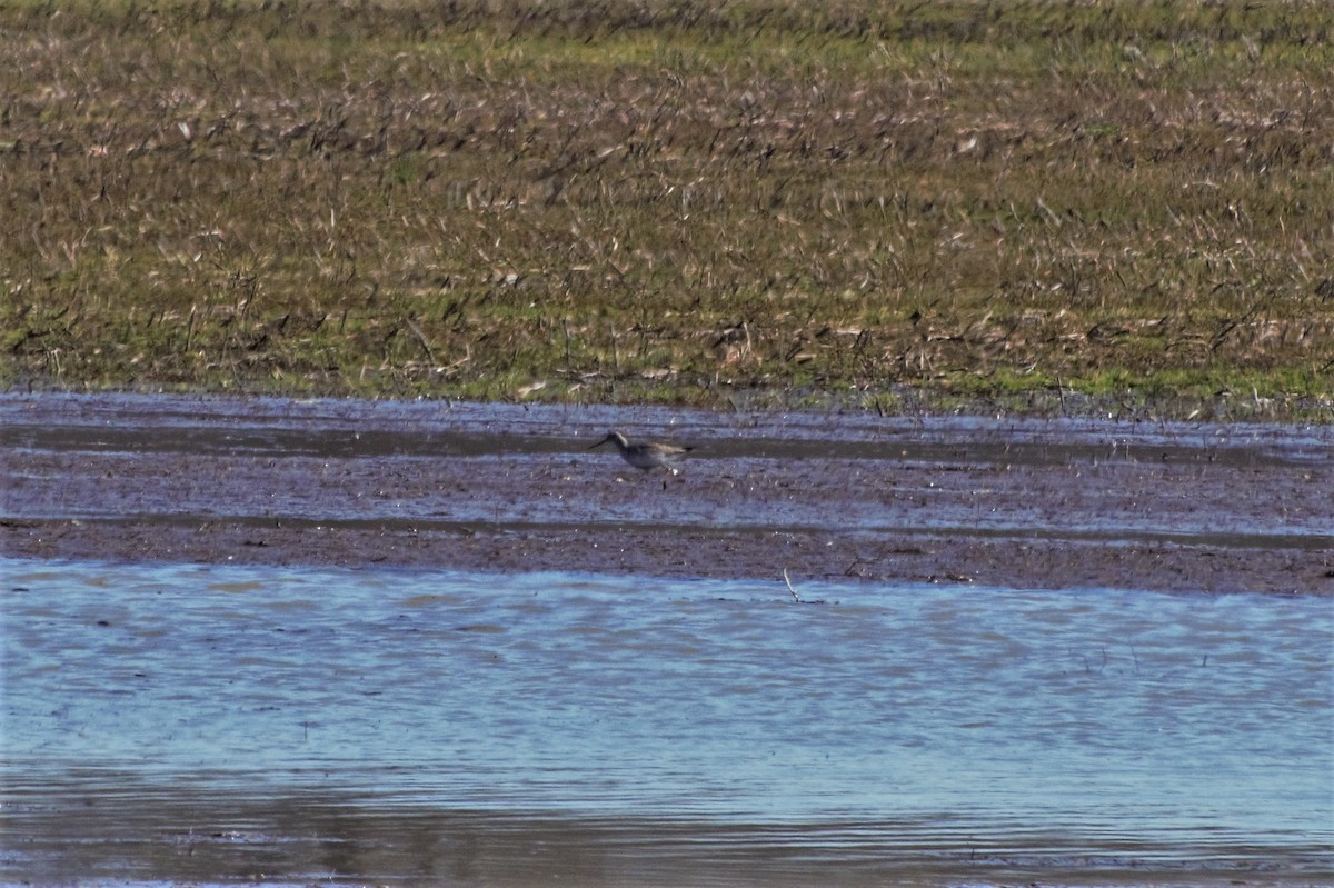 Greater Yellowlegs - ML142470521