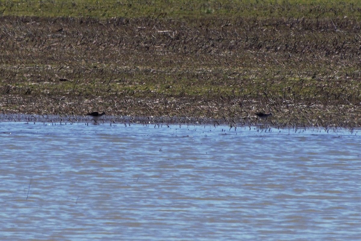 Greater Yellowlegs - ML142470531