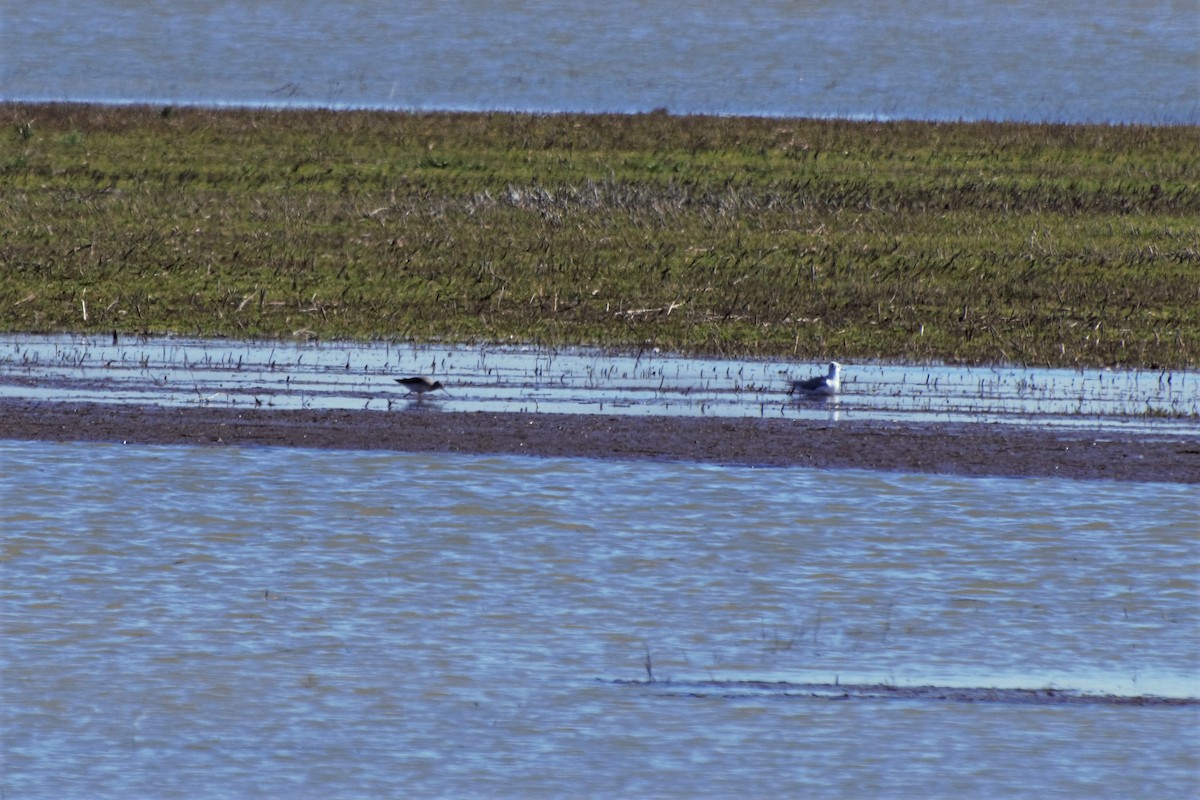 Lesser Yellowlegs - ML142470761