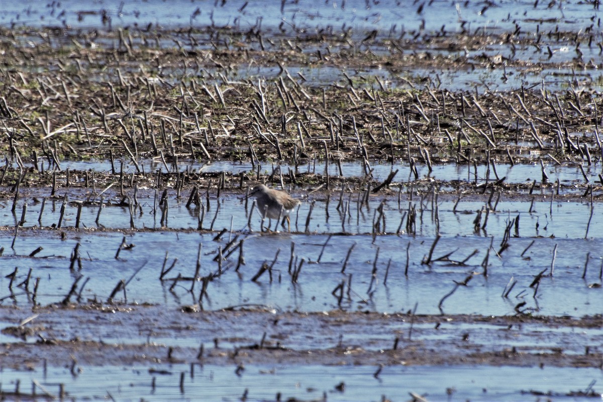 Lesser Yellowlegs - ML142470801