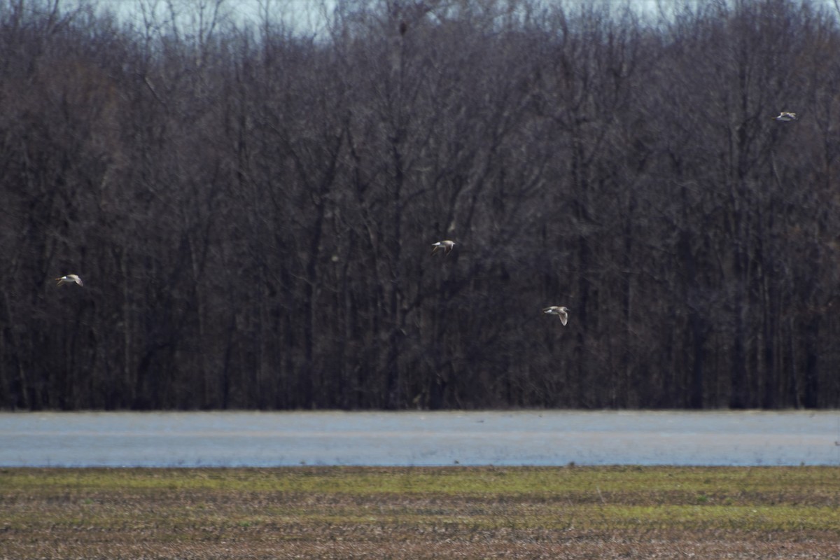 Lesser Yellowlegs - ML142470851