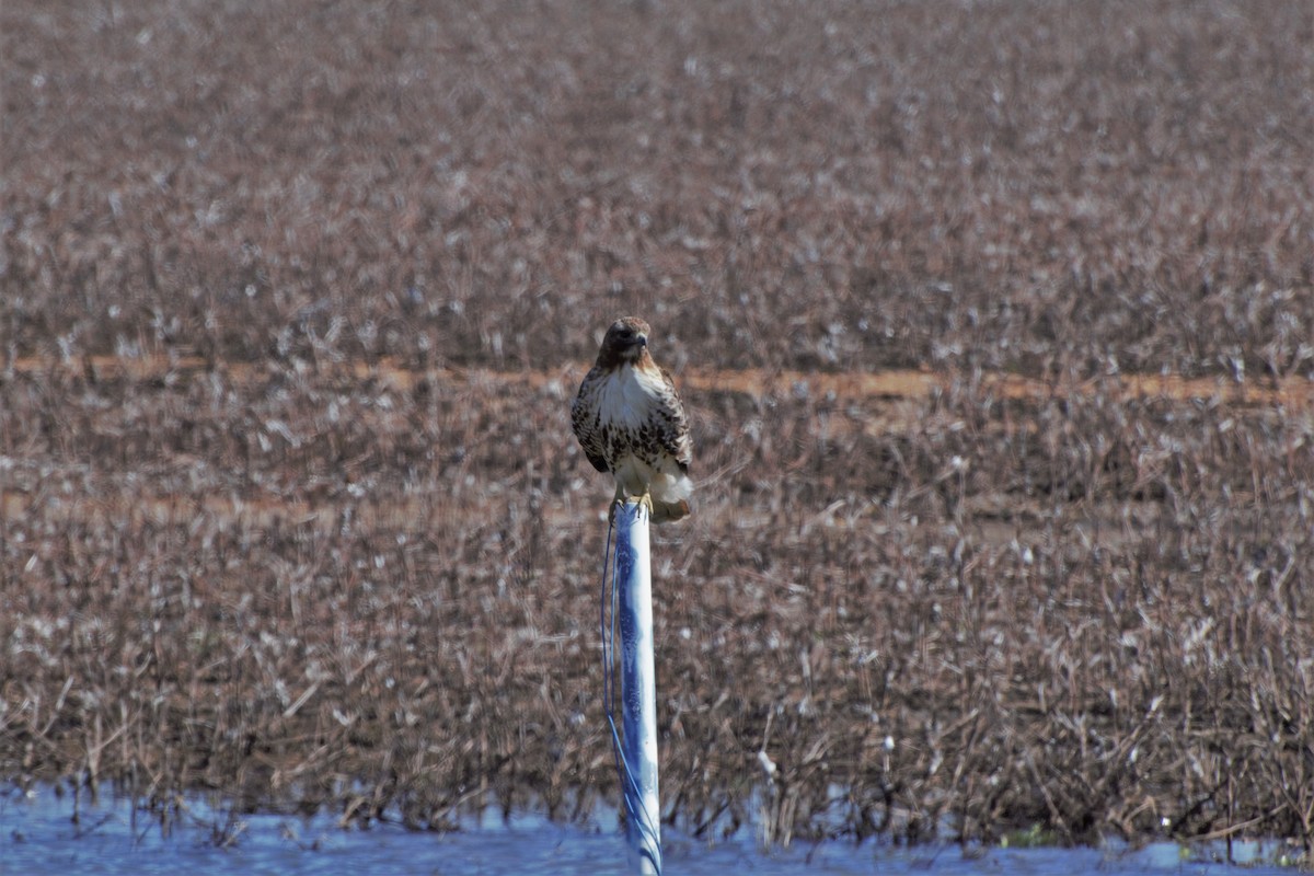 Red-tailed Hawk - ML142471141