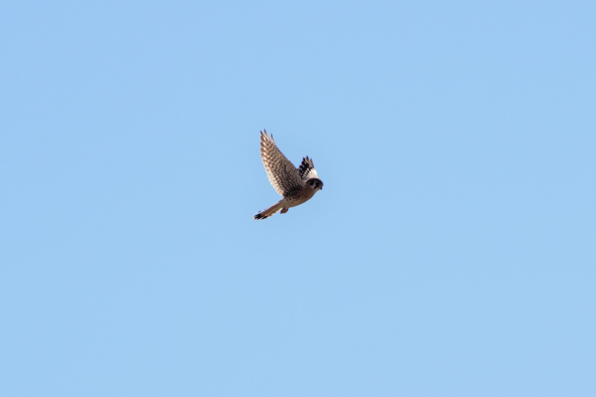 American Kestrel - ML142471221