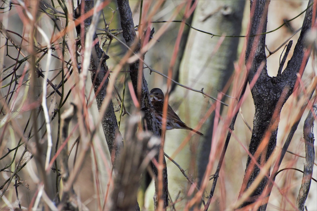 Fox Sparrow - ML142471651