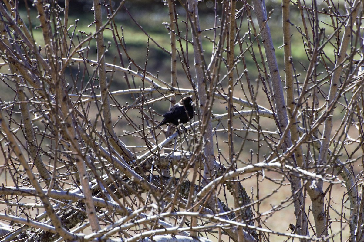 Brown-headed Cowbird - ML142471761