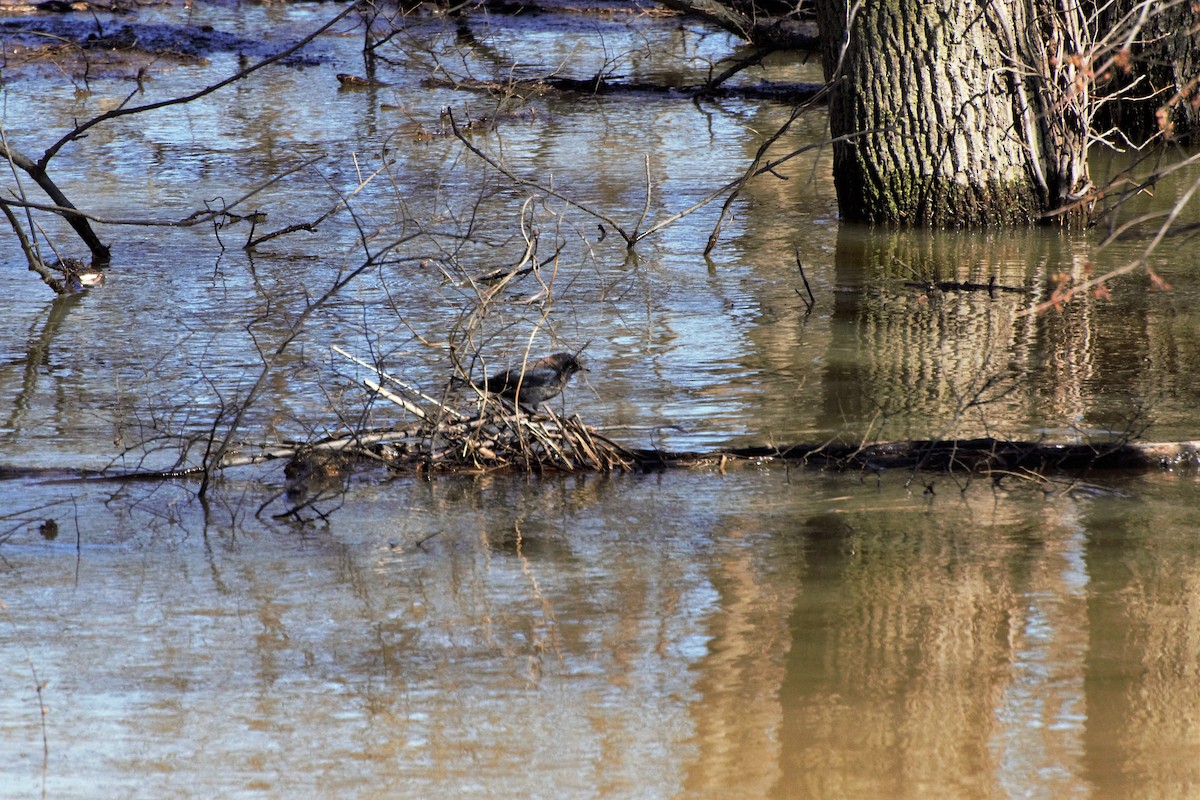 Rusty Blackbird - ML142471821