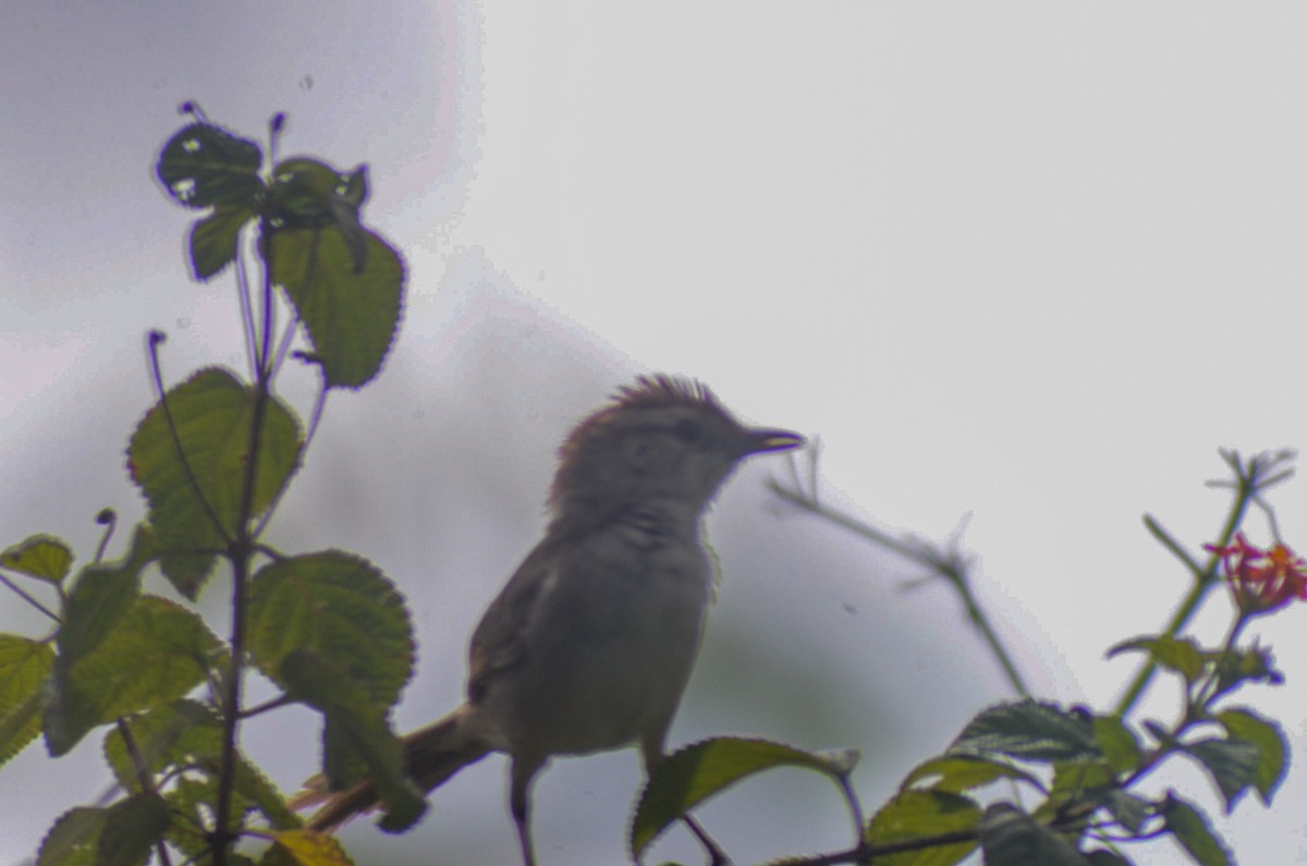 Tawny Grassbird - ML142473501
