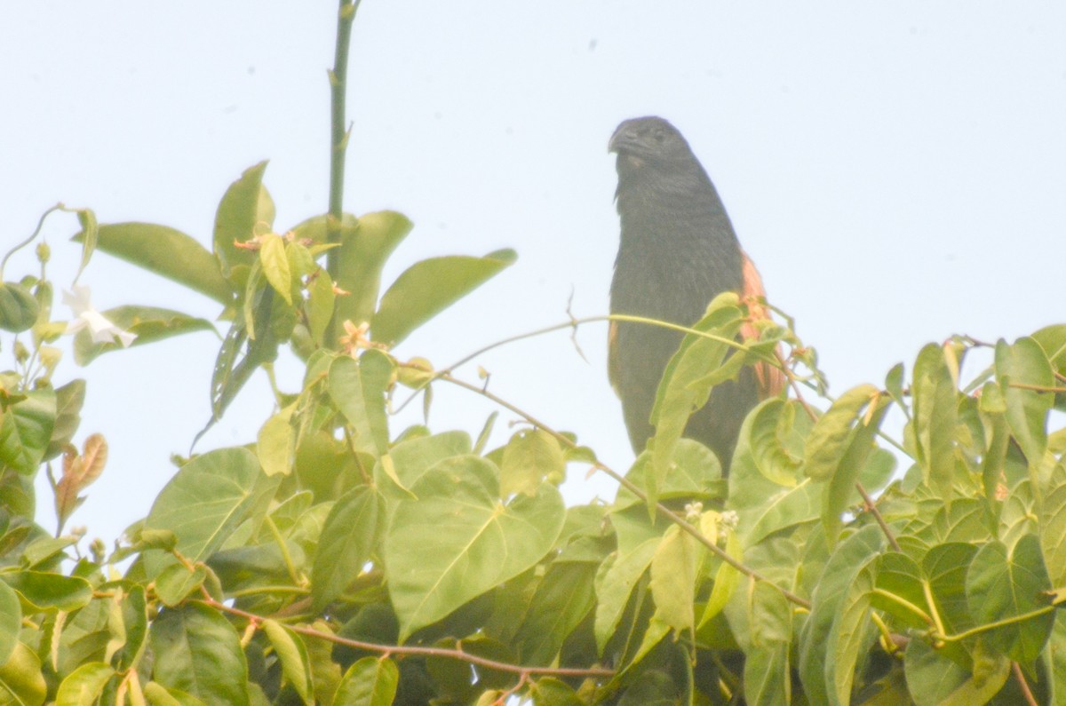 Lesser Coucal - Jafet Potenzo Lopes