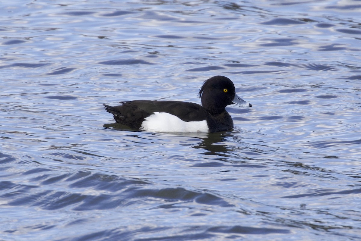 Tufted Duck - Liam Singh