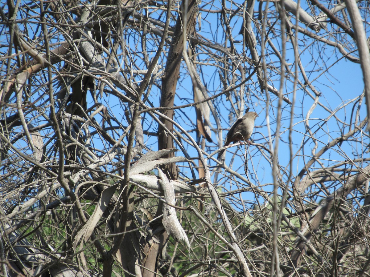 California Towhee - ML142474841