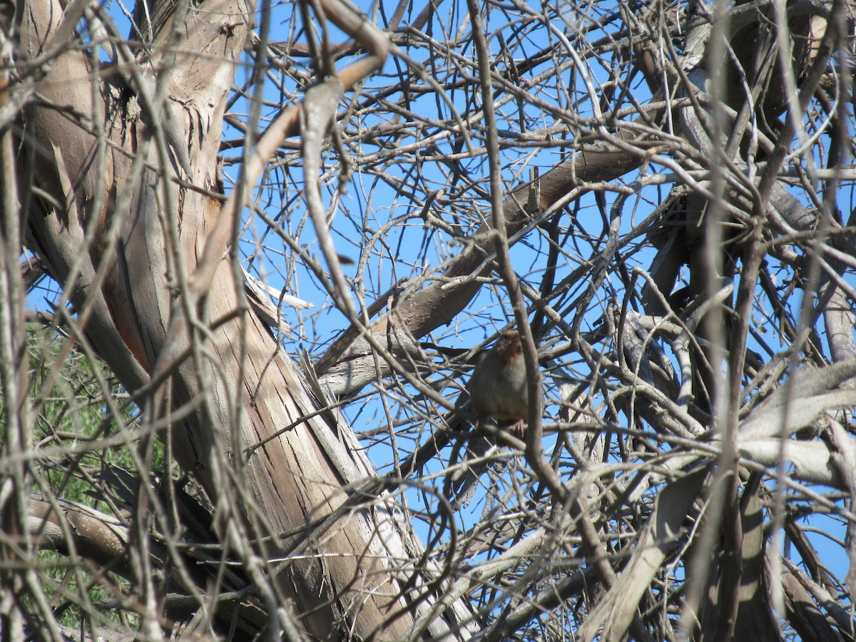 California Towhee - Nancy Salem