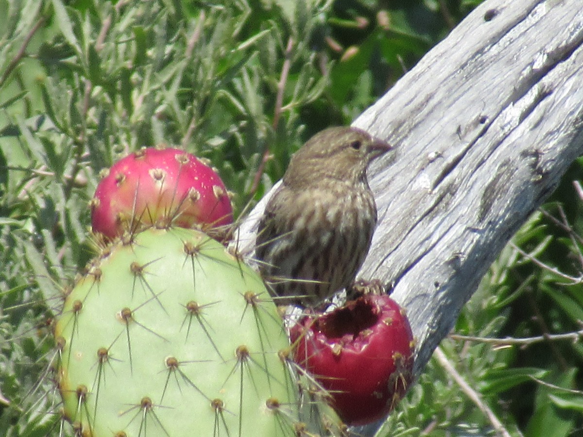 House Finch - ML142475121