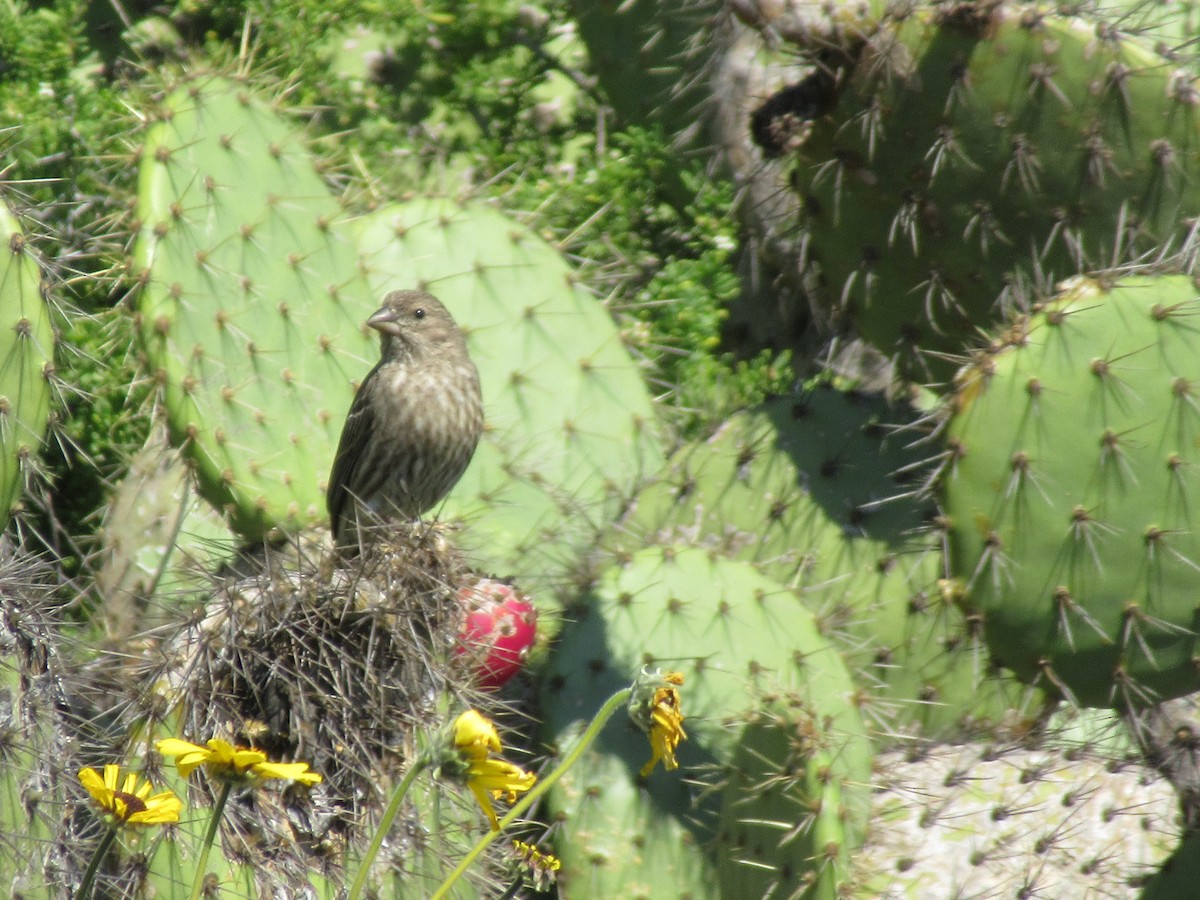 House Finch - ML142475161