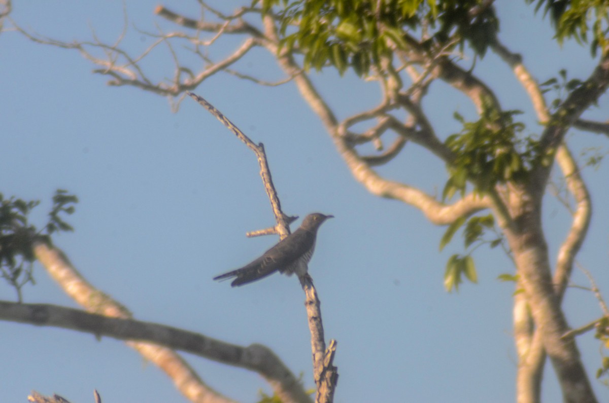 Oriental Cuckoo - ML142475491