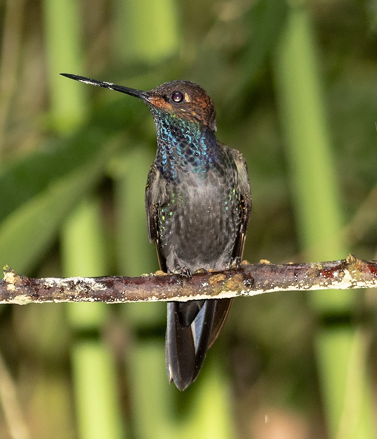 Colibri de Bouguer - ML142475651