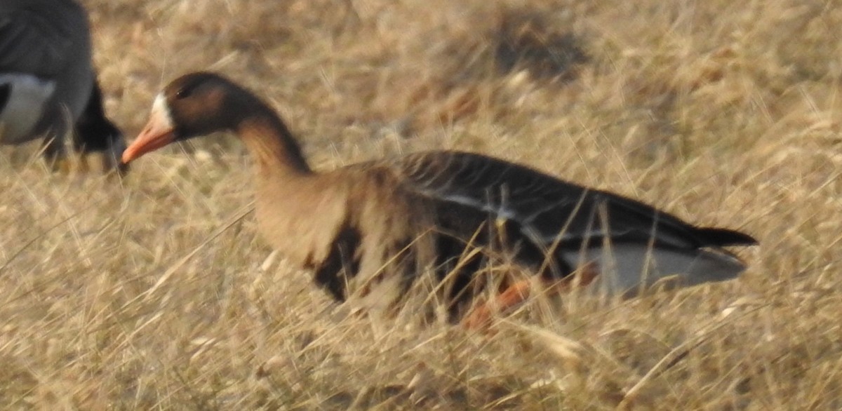 Greater White-fronted Goose - ML142476131
