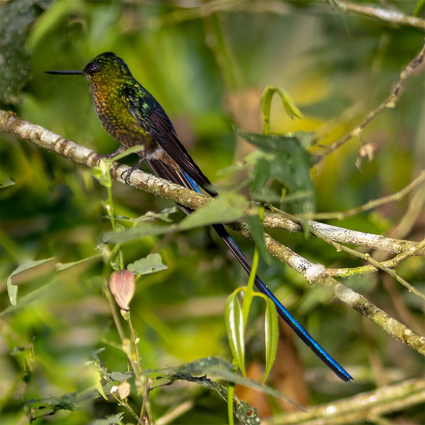 Violet-tailed Sylph - Brad Singer