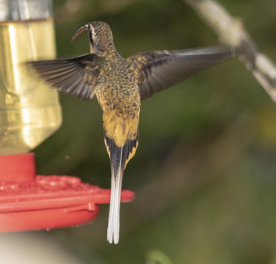 kolibřík dlouhoocasý - ML142478021