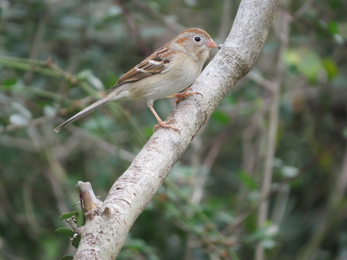 Field Sparrow - Marjorie Watson