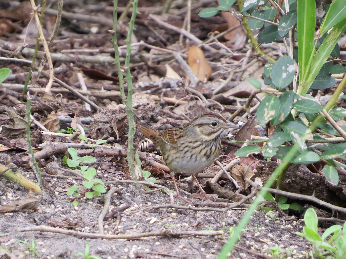 Lincoln's Sparrow - Marjorie Watson