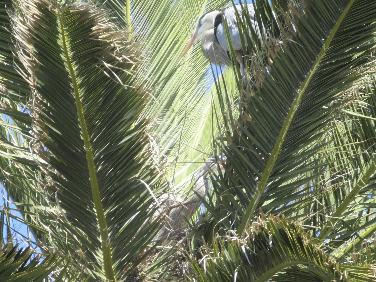 Great Blue Heron - Nancy Salem