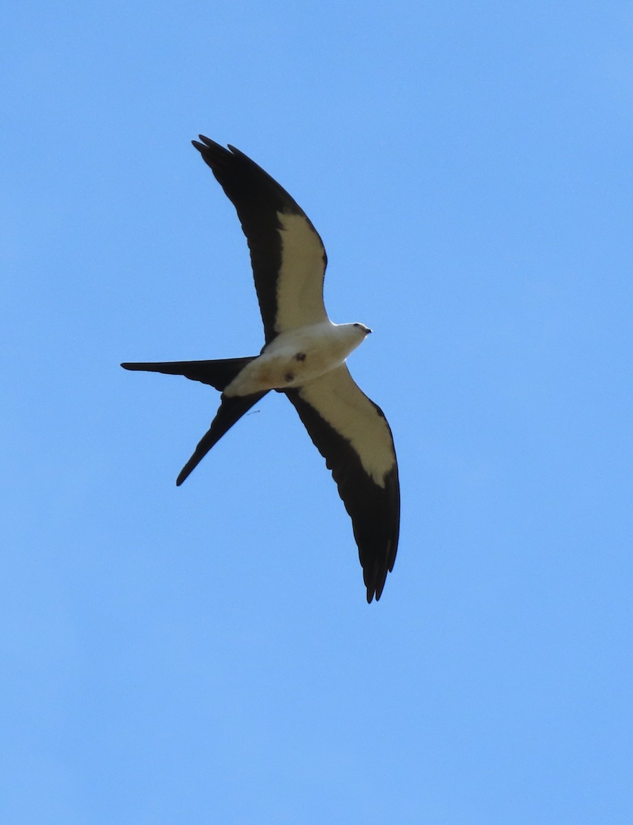 Swallow-tailed Kite - Dave Bowman