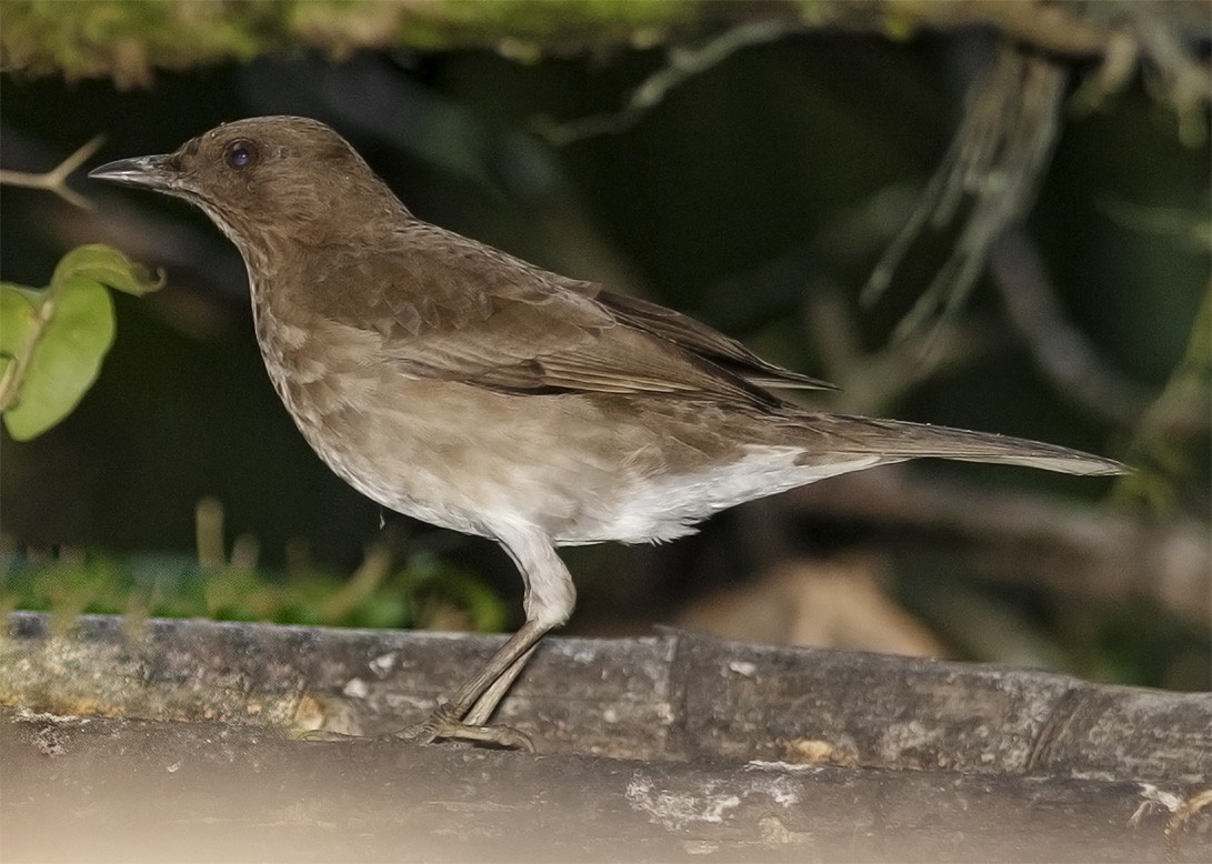 Black-billed Thrush - Brad Singer