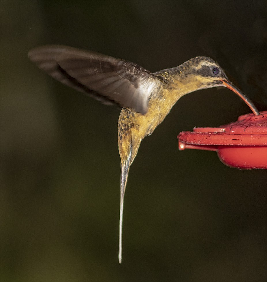 Tawny-bellied Hermit - ML142480461