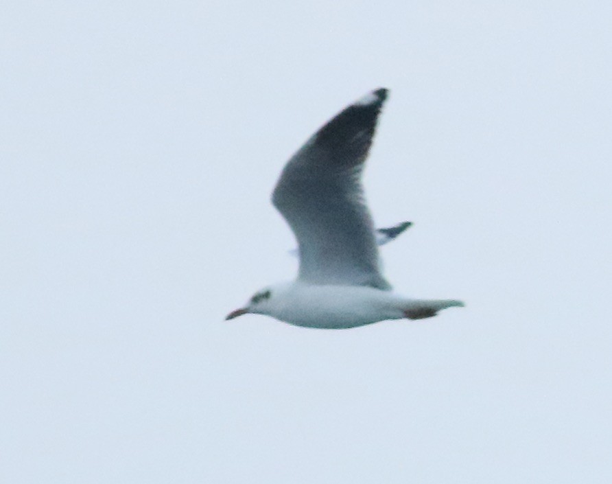 Brown-headed Gull - ML142480551