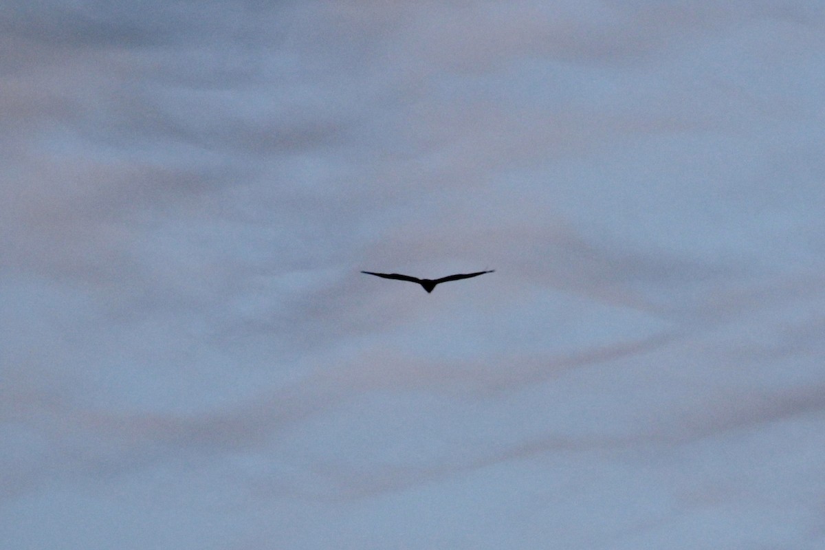 Turkey Vulture - ML142481121