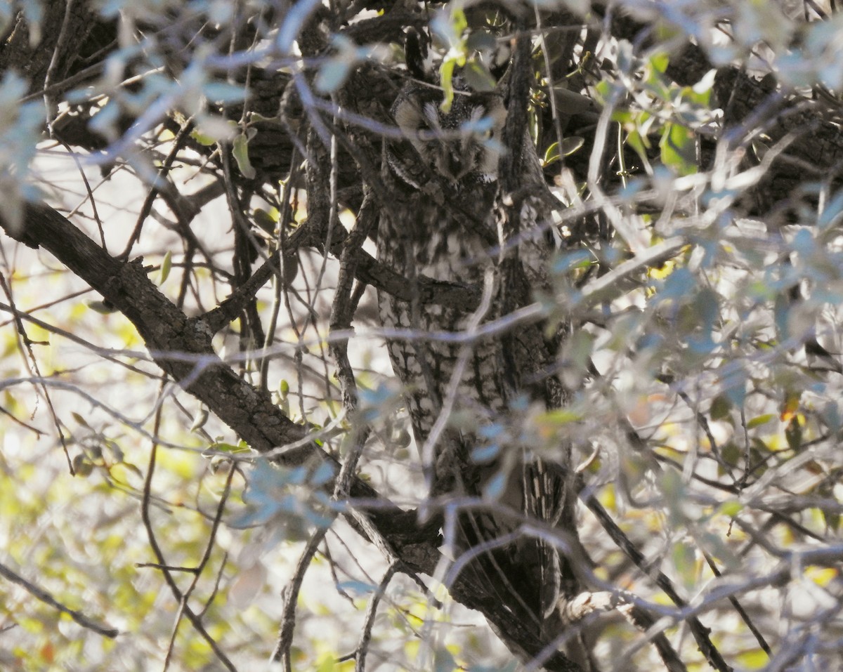 Long-eared Owl - ML142481441