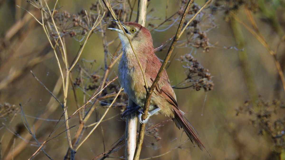 Freckle-breasted Thornbird - ML142481691